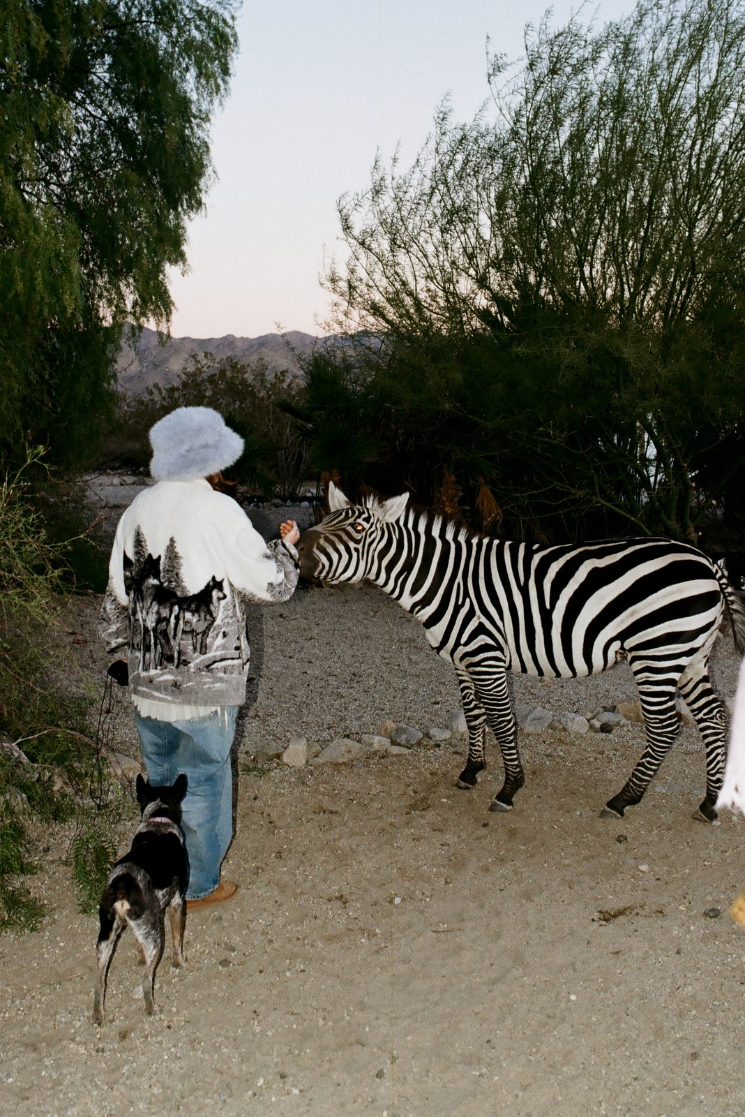 Walking the evening rounds in a wide brimmed hat with a zebra alongside and a little dog trotting behind