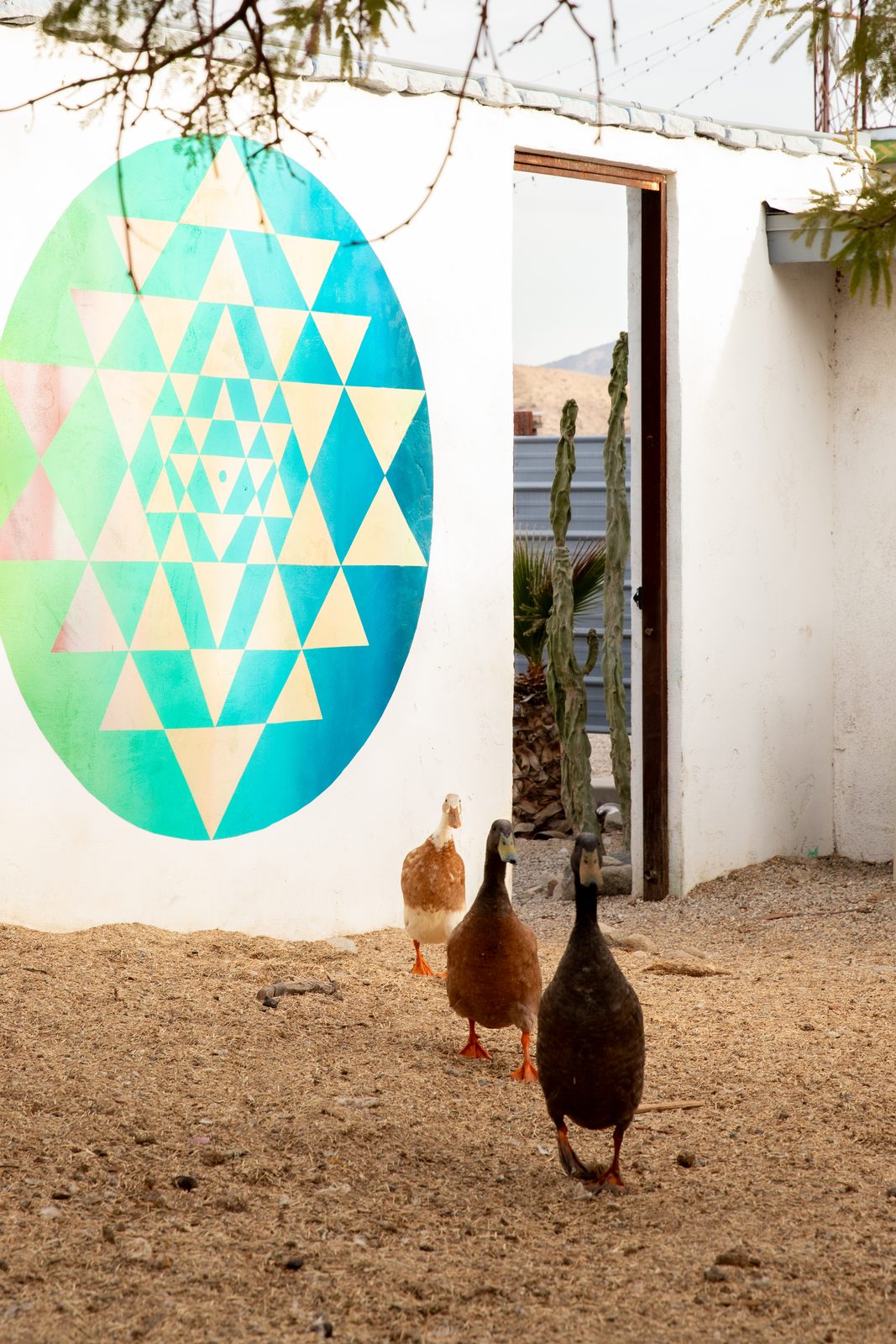 Three runner ducks parading past the giant green and gold sri yantra mural on their way through the courtyard