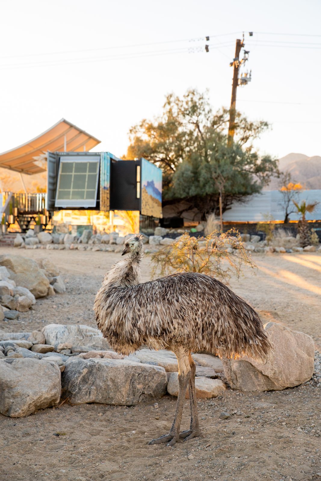 An emu posing in profile among the boulders as golden hour light rakes across the sanctuary grounds