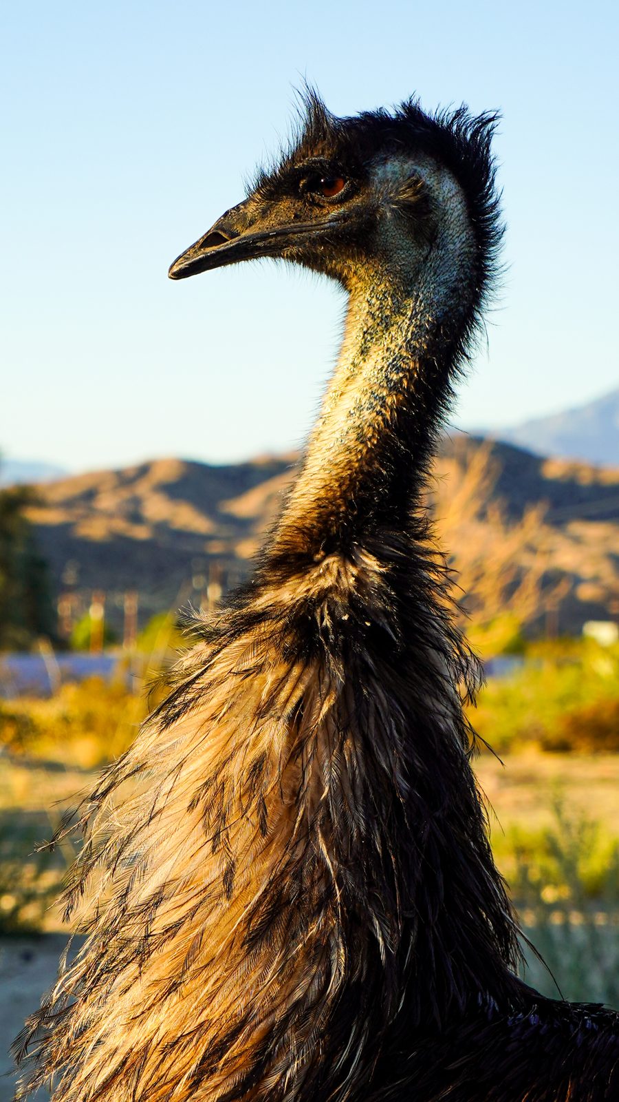 An emu against the golden mountains at sunset