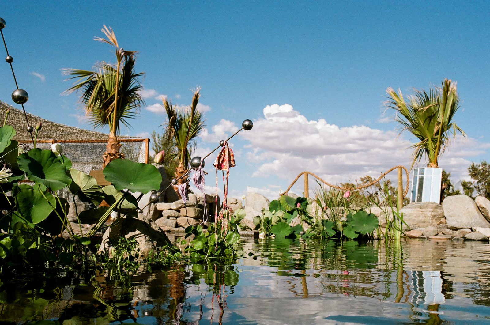 The natural pond thick with lotus under the palms