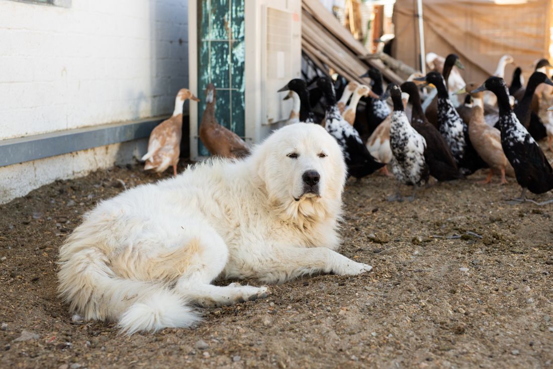 The rescue dogs, very fluffy security