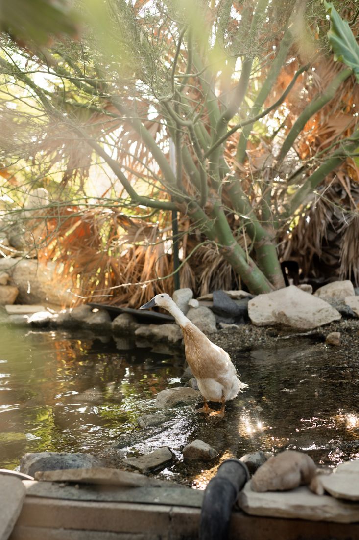 The ducks, pond society