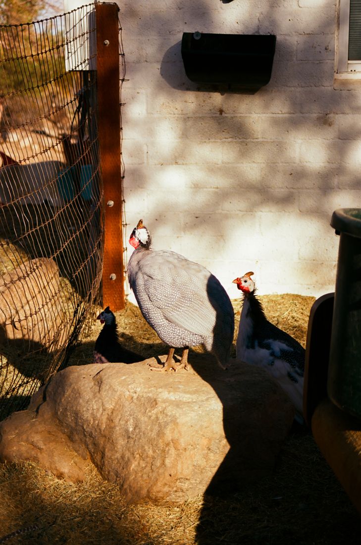 The guinea hens, the neighborhood watch