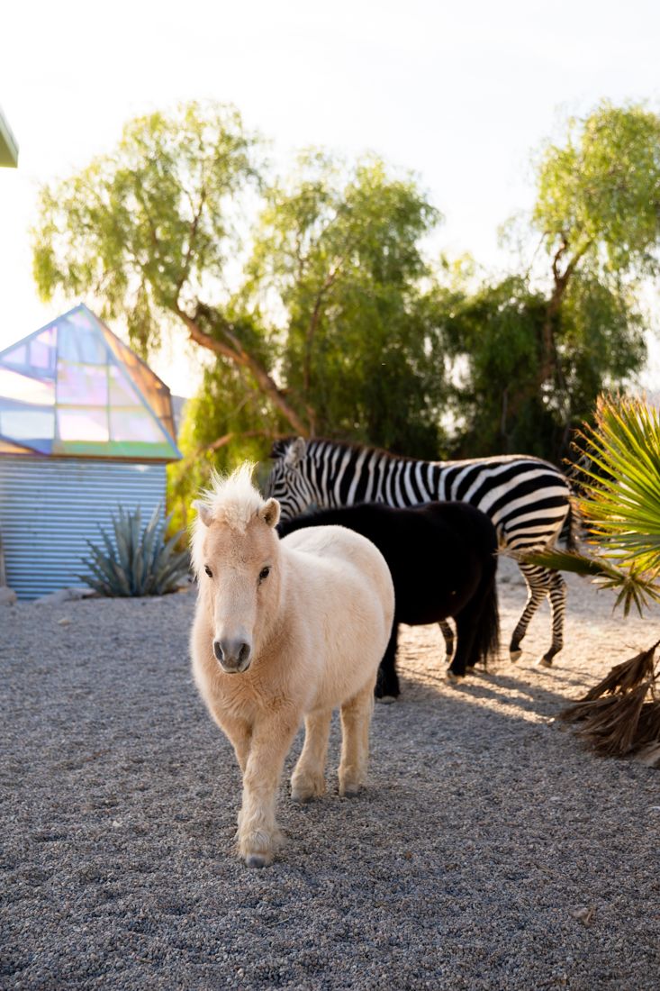 The mini horses, small but mighty