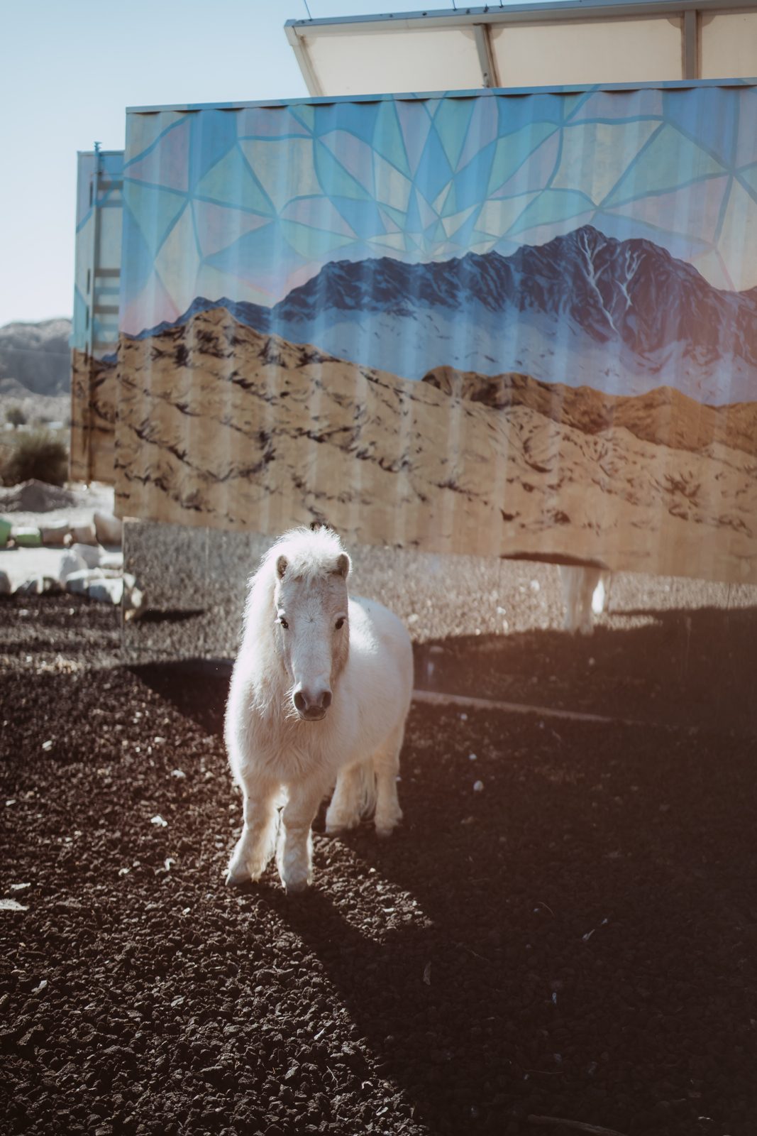 The white pony, poses at the mural on purpose