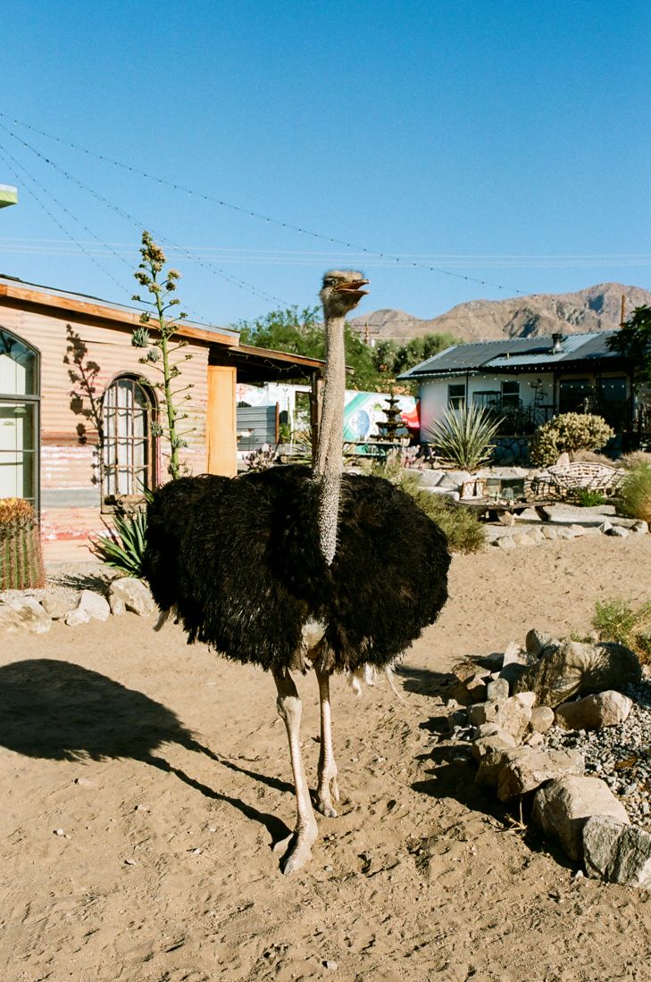 Ryu, our ostrich