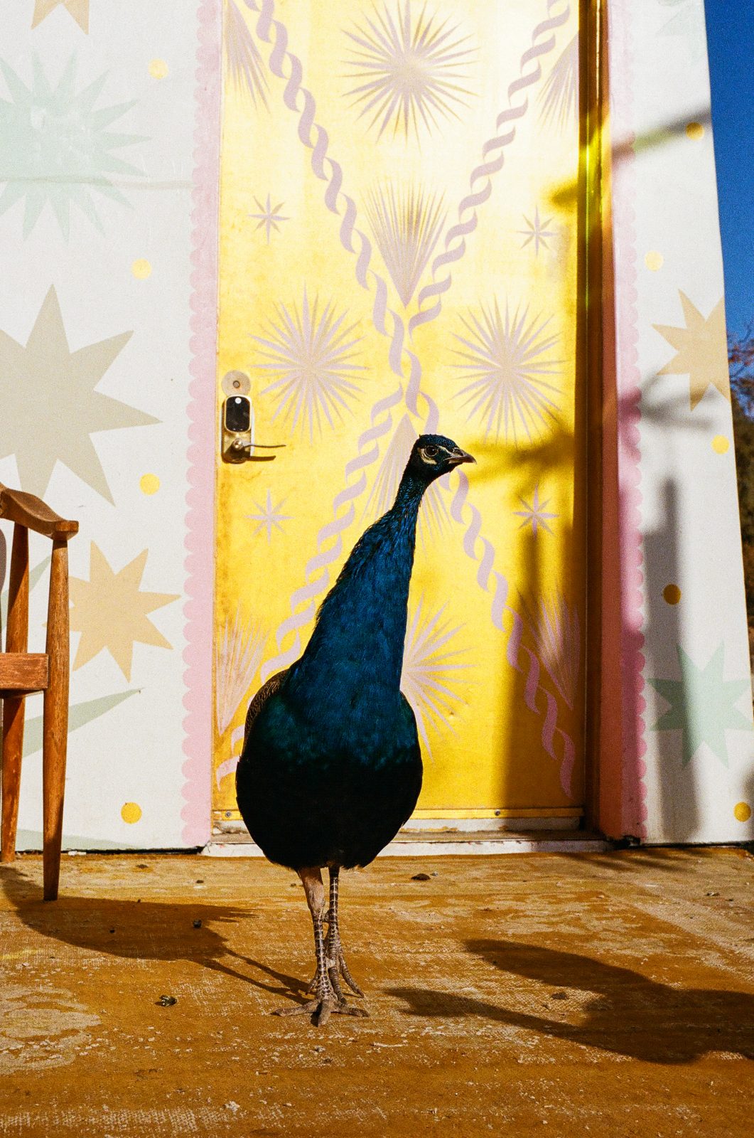 The peacocks, live under stained glass