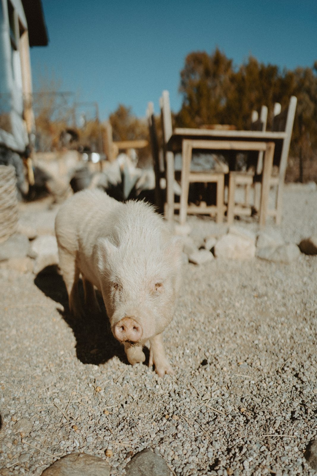 The welcome committee, a pig, arriving snout first