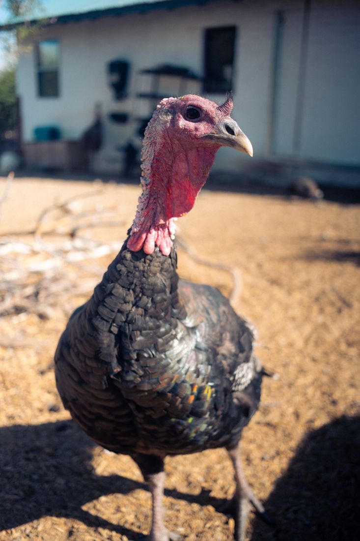 The turkeys, big personalities